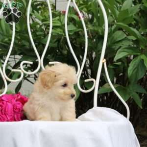 Kacey, Maltipoo Puppy